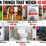 7-common-things-that-weigh-40-kg