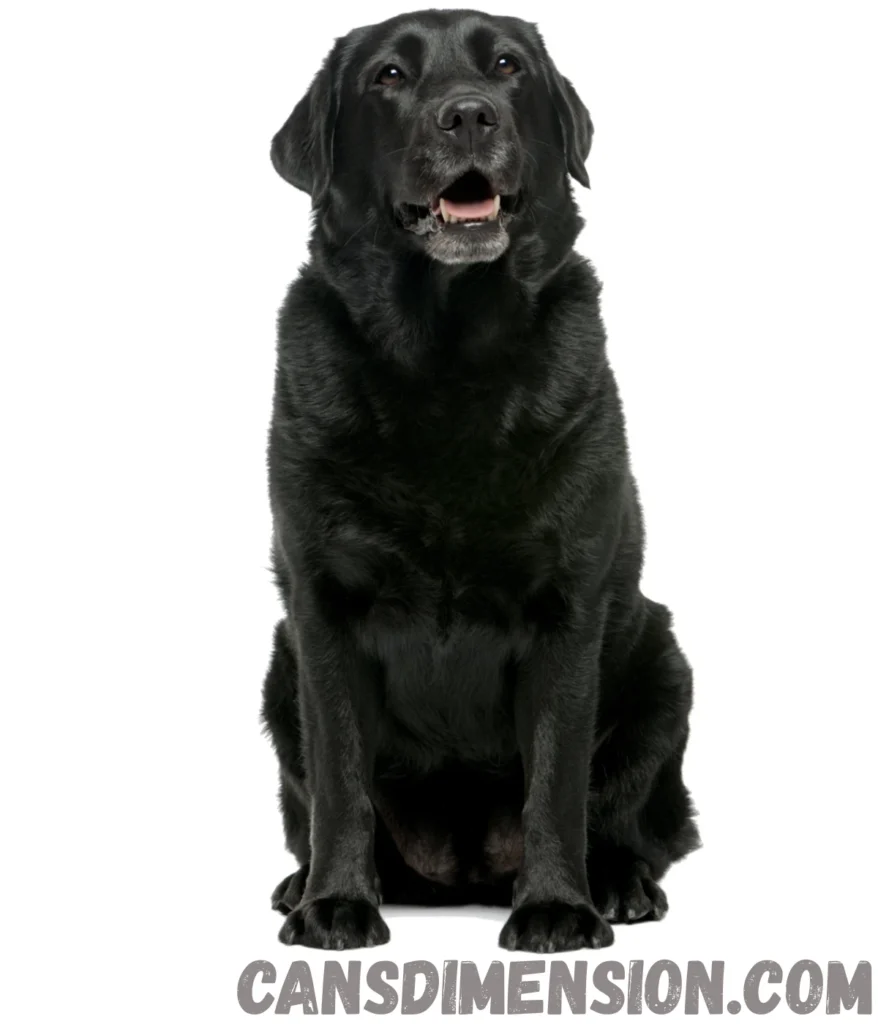 adult-labrador-dog-weigh-40-kg