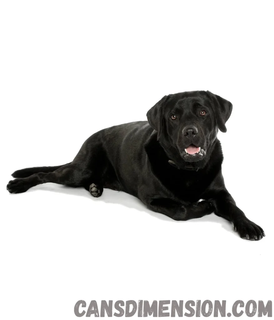 adult-labrador-retriever-weigh-30-kg