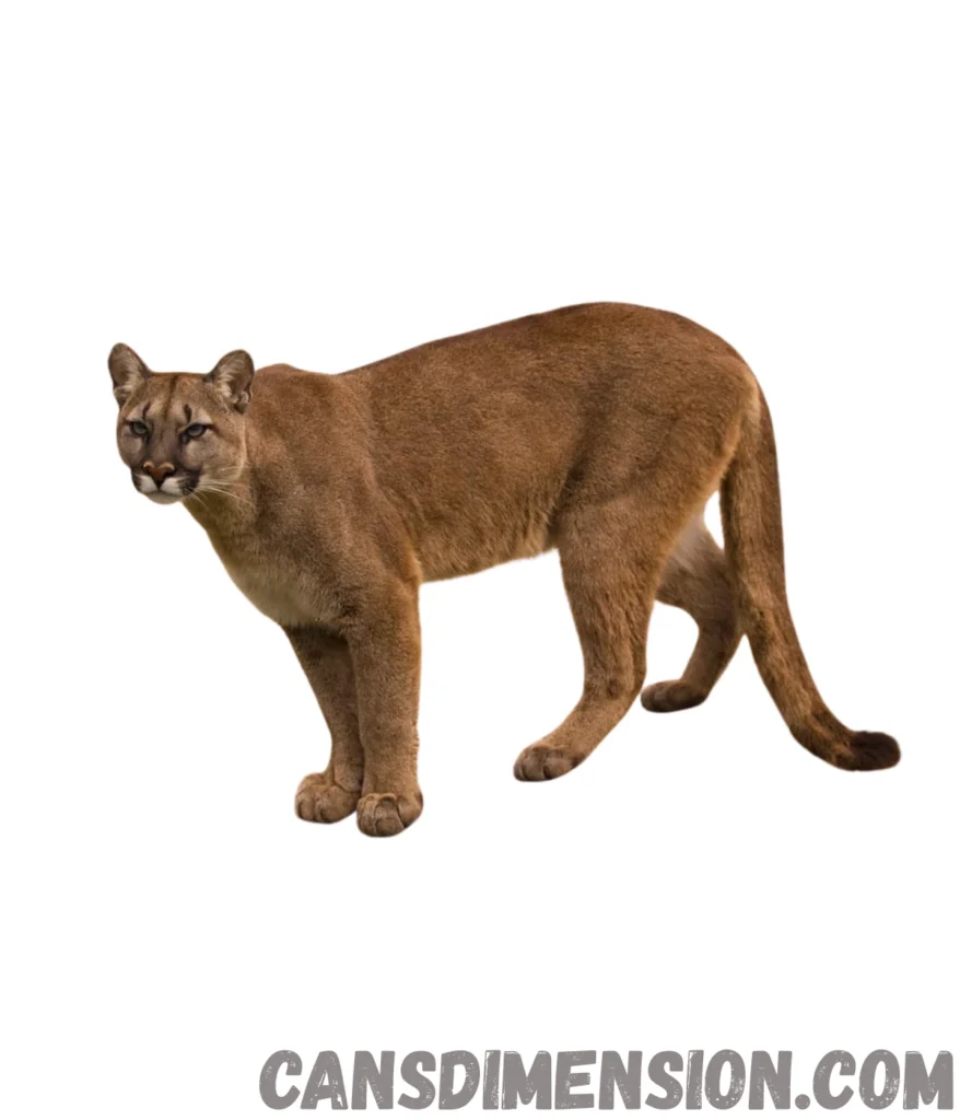 adult-male-cougar-weigh-70-kg