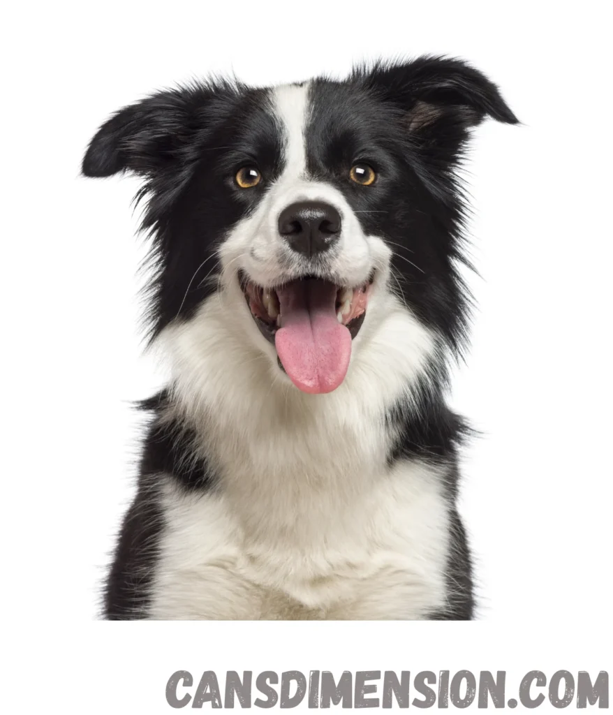 collie-dog-weigh-20-kg
