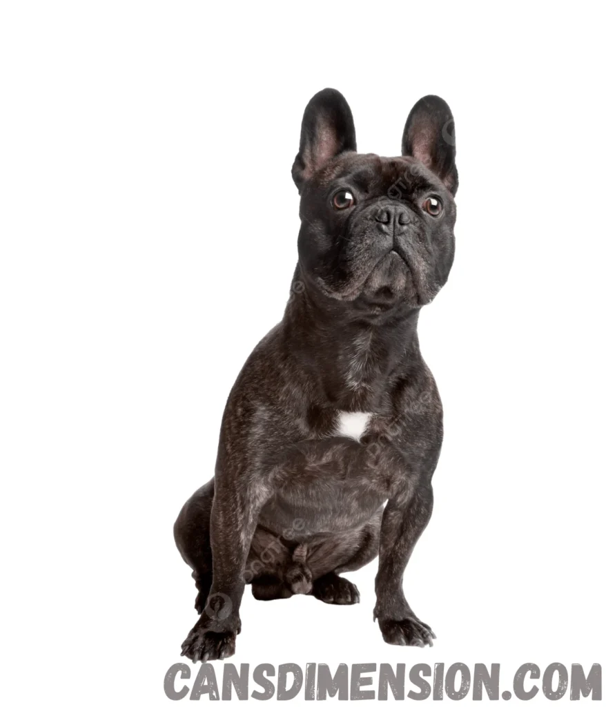 french-bulldog-weigh-10-kg