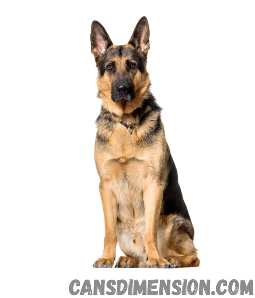 german-shepherd-dog-weigh-50-kg