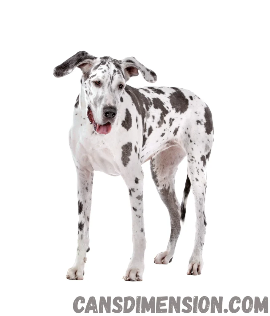 great-dane-dogweigh-70-kg