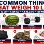 7-common-things-that-weigh-10-lbs