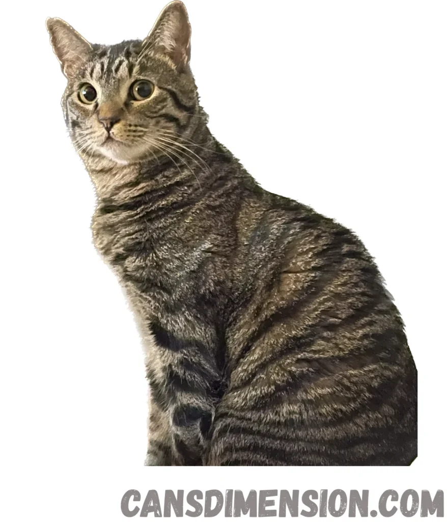 domestic-house-cat-weigh-10-lbs
