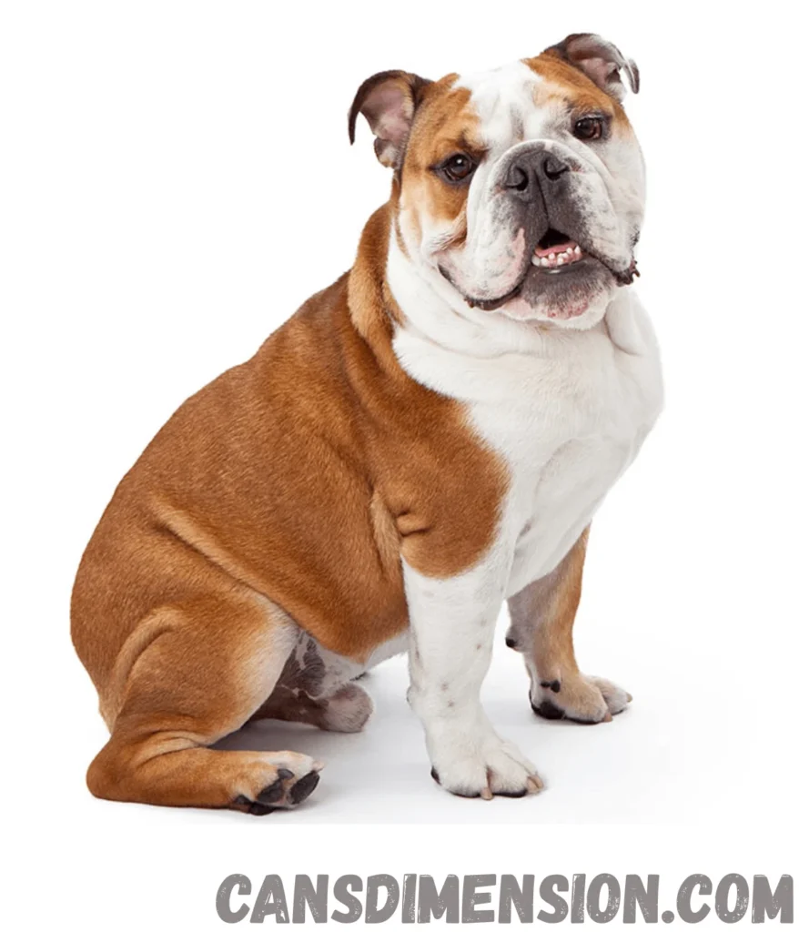 male-bulldog-weigh-50-lbs
