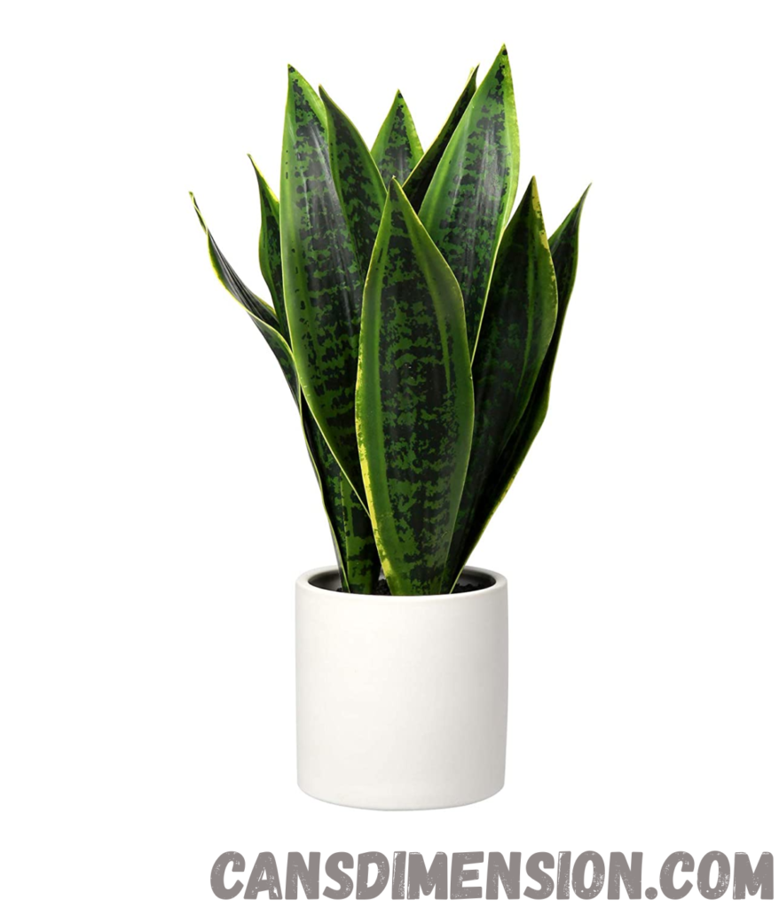snake-plant-weigh-50-ounces