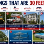 7-common-things-that-are-30-feet-long