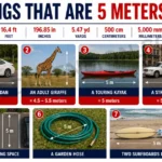 7-common-things-that-are-5-meters-long