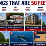 7-common-things-that-are-50-feet-long