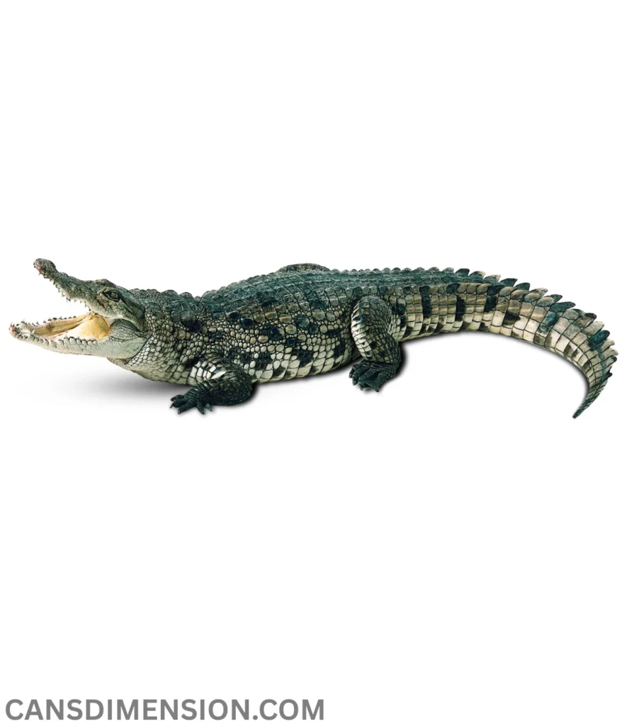 Saltwater Crocodile-are-20-feet-long