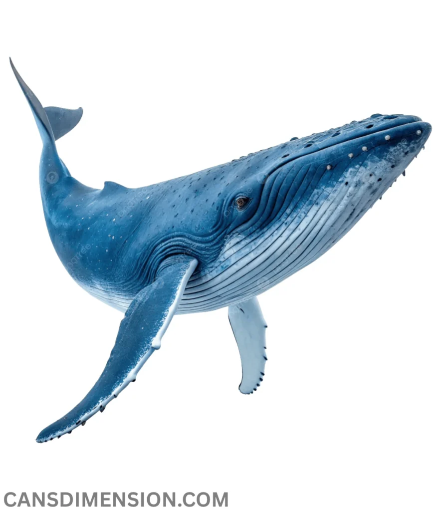 adult-blue-whale-20-meters-long