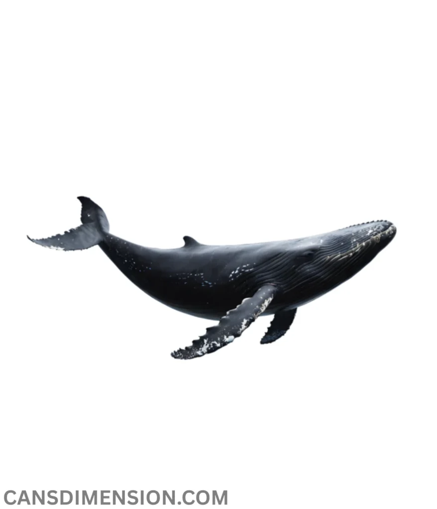 adult-humpback-whale-are-50-feet-long