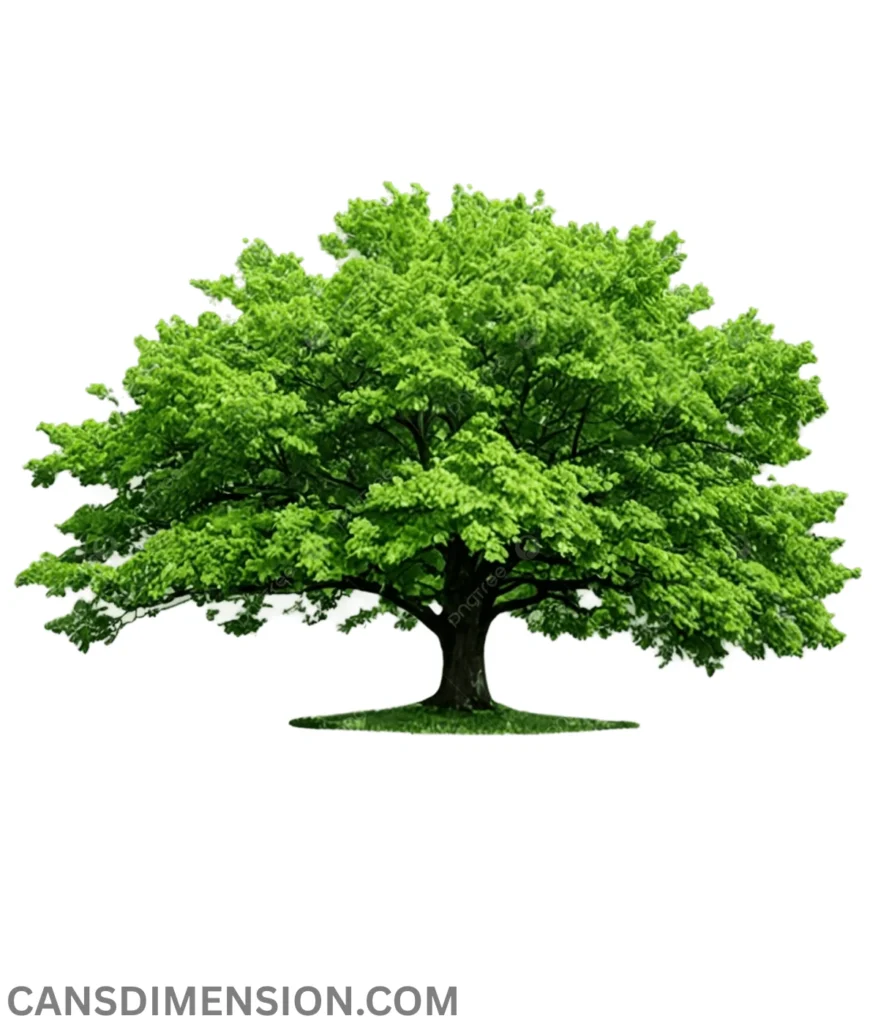 tree-20-meters-long