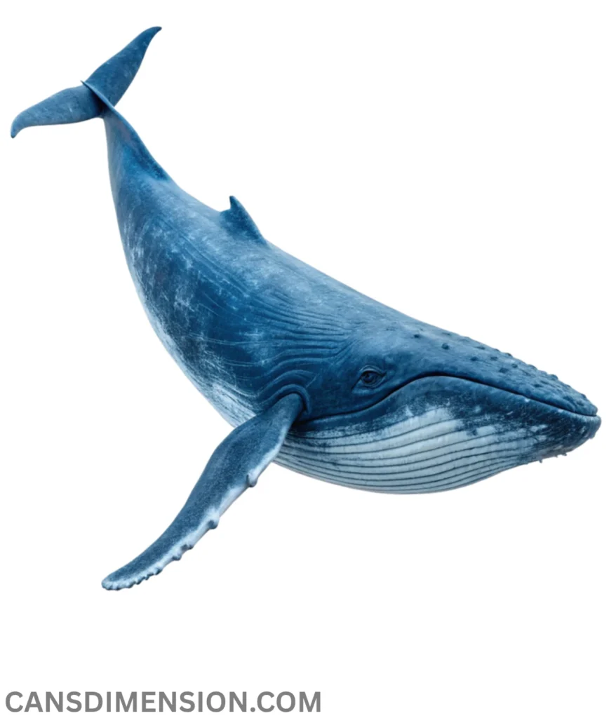 whale-30-meters-long