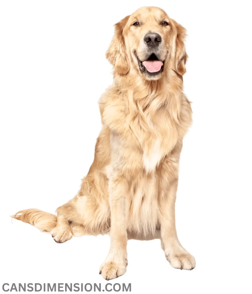 golden-retrievers-shoulder-height-are-2-feet-long